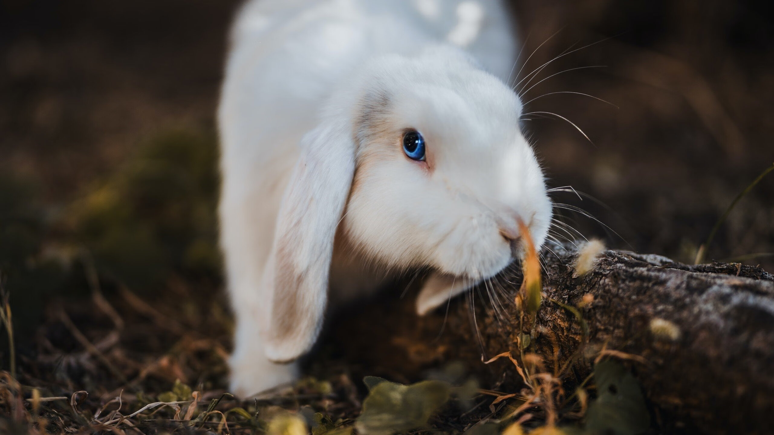 爱游戏体育app-“法甲豪门迎来关键战，胜者稳步向前”，法甲豪门球队排名前十