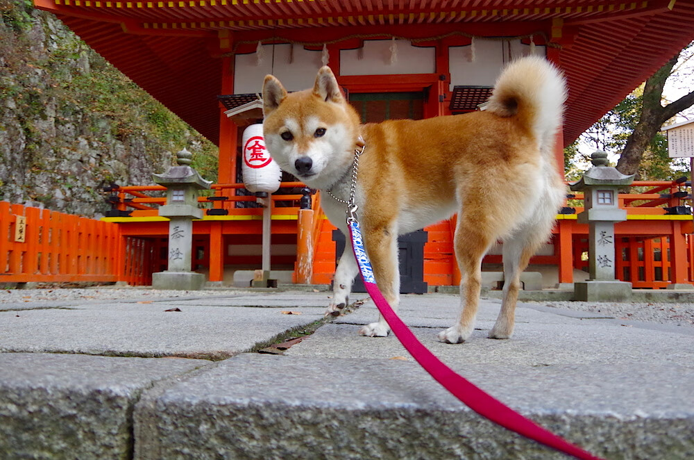爱游戏体育APP下载-意甲多名潜力新秀频频转会，关注度持续升温，意甲2021一22夏季转会
